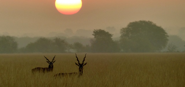 Sunrise black bucks tal chappar wildlife sanctuary